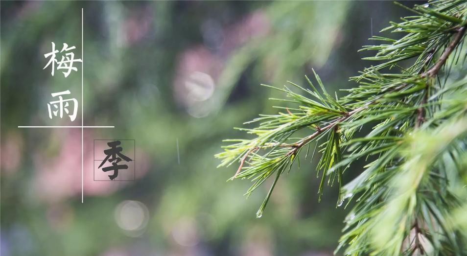 梅雨季来了？米素墙布4级防水级别材料+0级防霉功能性不怕霉变(图1)